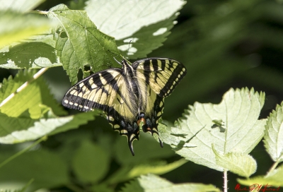 swallowtail Butterfly Silver Lake Vermont 2017